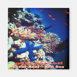 Aimant zEG033 EGYPTE, Mer Rouge, Corail Reef, Réfrigérate