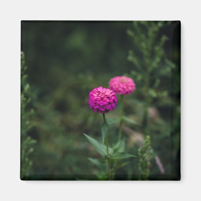 Aimant Zinnia — (Devant)