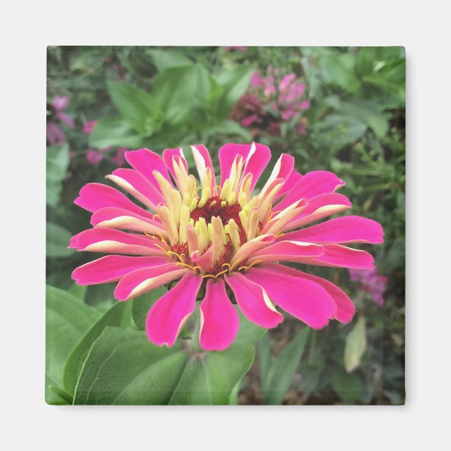 Aimant ZINNIA - Vibrant rose et crème - (Devant)