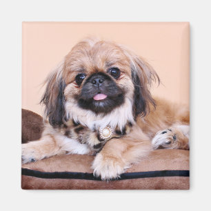 Aimant Zoe - Pekingese