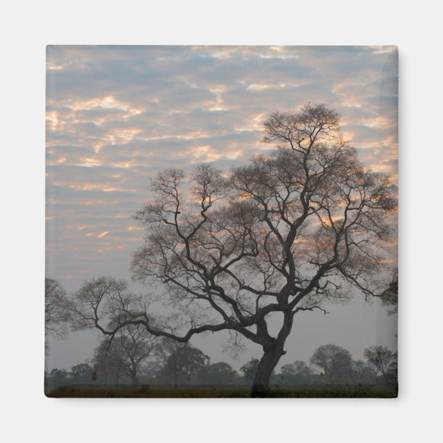 Aimant Zones humides du Pantanal | Amérique du Sud, Brési (Devant)