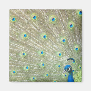 Aimant Zoo de Johannesburg, province de Gauteng, Afrique