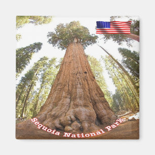 Aimant zUS127 SEQUOIA N.P. General Sherman, Frigo