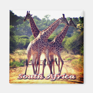 Aimant zZA011 AFRIQUE DU SUD, Giraffes, Réfrigérateur