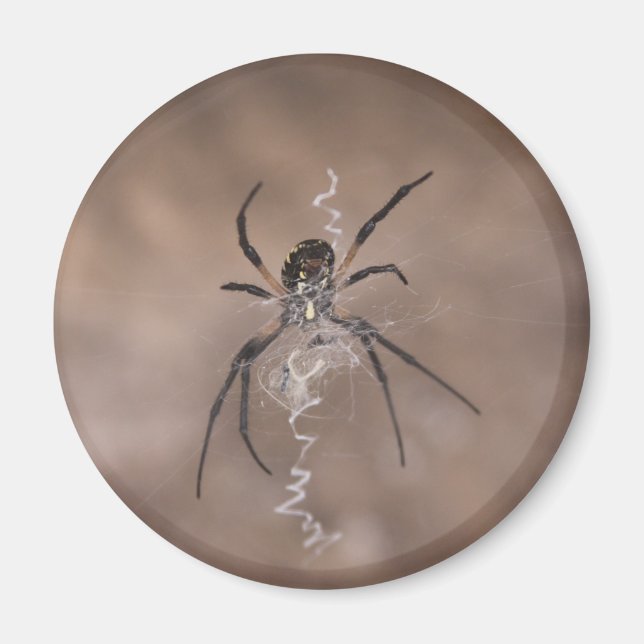 Aimants araignées (Devant)