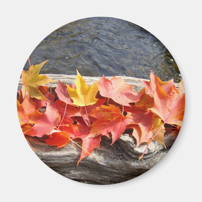 Aimants d'art de feuilles d'automne ts Feuilles d' (Devant)
