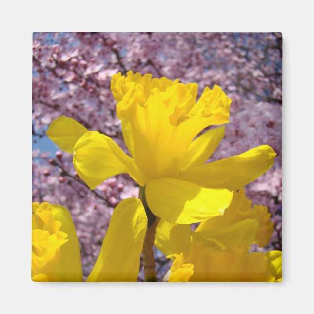 Aimants de printemps Jonquilles jaunes Fleurs d'ar (Devant)