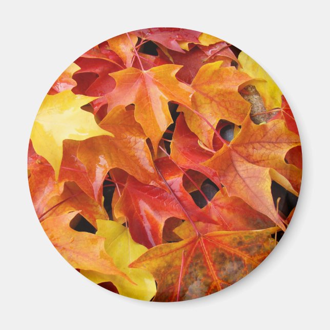 Aimants Feuilles d'automne Arbre de couleur de l'a (Devant)