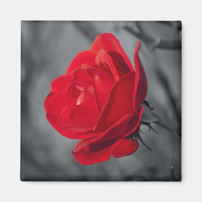 Aimants Rose Rouge (Devant)