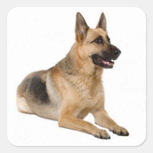 Aimer Allemand Berger Chien Chien Chien Stickers
