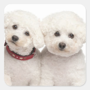 Aimer Bichon Blanc Frise Chien Chien Chien Sticker