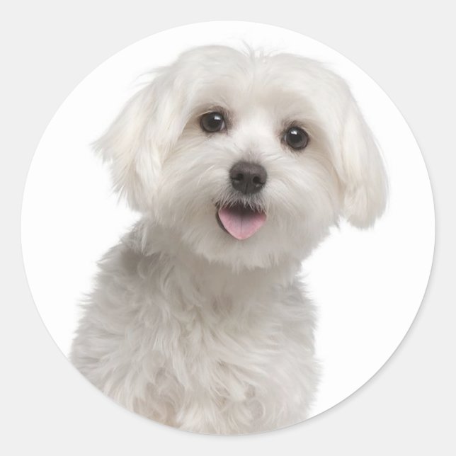 Aimer Blanc Maltais Chien Chien Chien Stickers Sce (Devant)