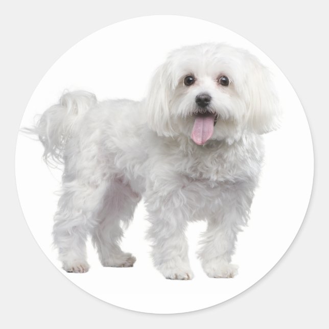 Aimer Blanc Maltais Chien Chien Chien Stickers Sce (Devant)