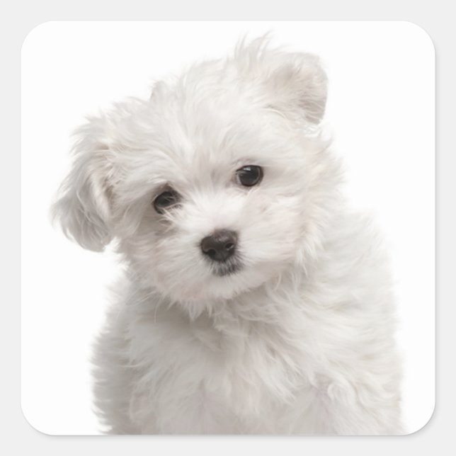 Aimer Blanc Maltais Chien Chien Chien Stickers Sce (Devant)