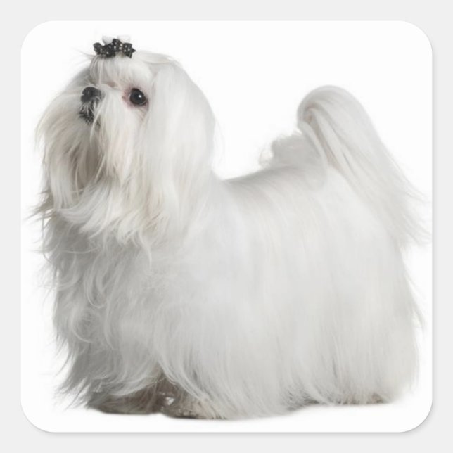 Aimer Blanc Maltais Chien Chien Chien Stickers Sce (Devant)