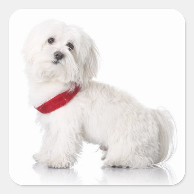 Aimer Blanc Maltais Chien Chien Chien Stickers Sce (Devant)