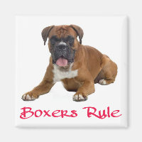 Aimer Boxer Chien Chien Chien Chien Chien Aimant
