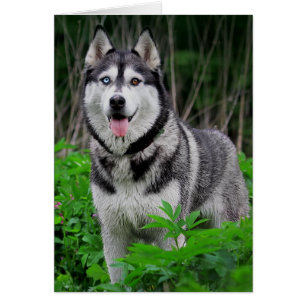 Aimer Chien Chien Chien Chien Chien Chien Sibérien