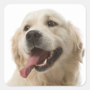 Aimer Golden Retriever Puppy Dog Stickers