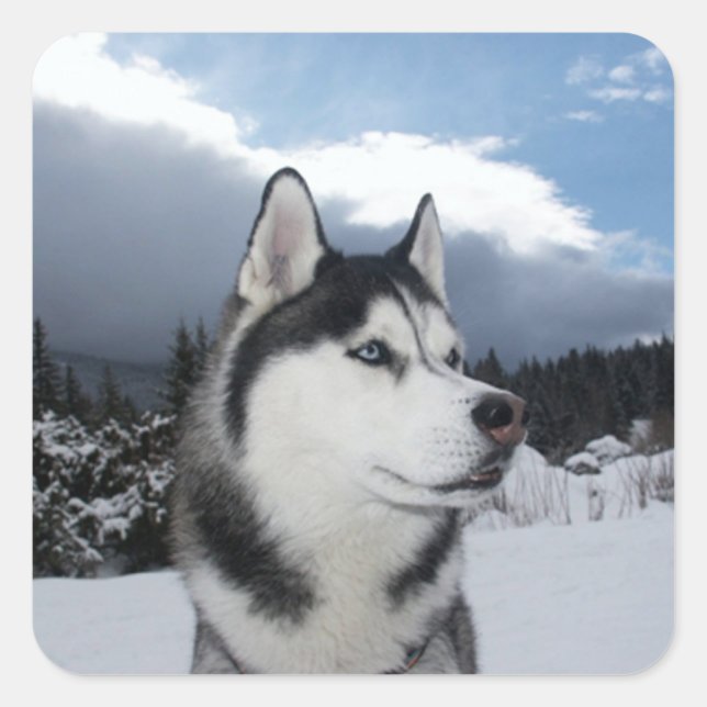 Aimer Sibérie Husky Chien Chien Chien Stickers de  (Devant)