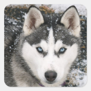 Aimer Sibérie Husky Chien Chien Chien Stickers de