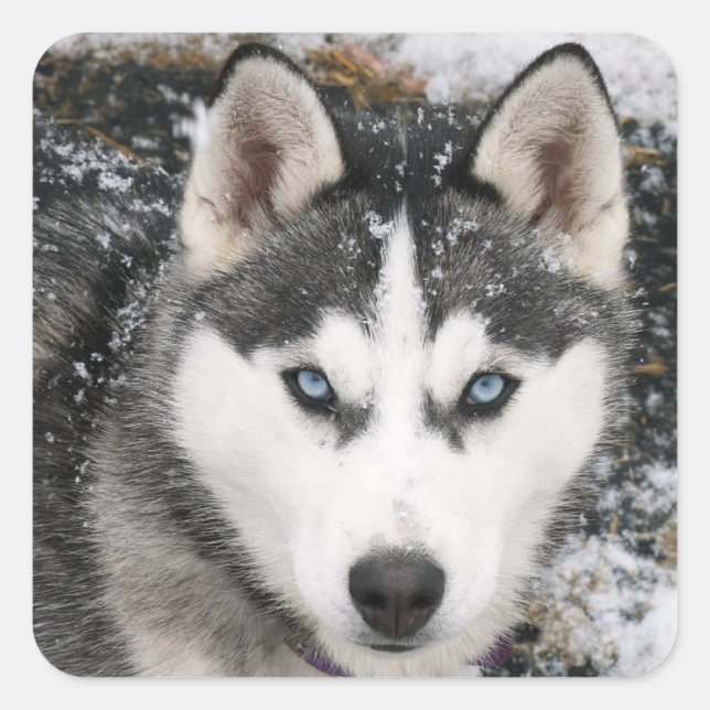 Aimer Sibérie Husky Chien Chien Chien Stickers de  (Devant)