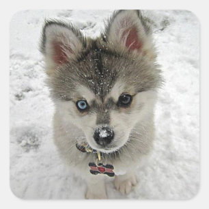 Aimer Sibérie Husky Chien Chien Chien Stickers de