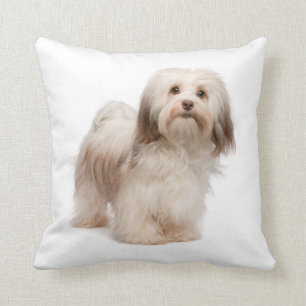Aimez mon coussin de Havanese