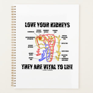 Aimez Vos Reins Ils Sont Vitaux À La Vie Nephron