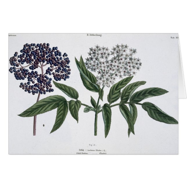 Aîné, fig. 13 "du jeune terrien", publishe (Devant horizontal)