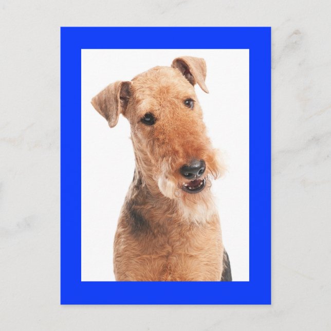Airedale Terrier Chien Chien bleu carte postale (Devant)