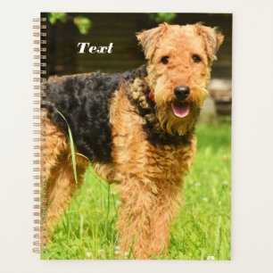 Airedale Terrier Chien chiot