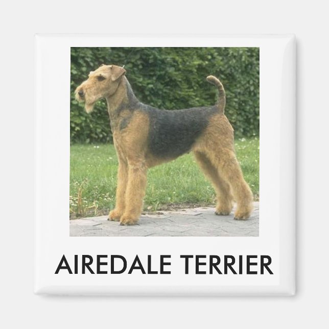 Airedale Terrier Magnet (Devant)