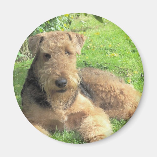 Airedale Terrier Magnet rond (Devant)