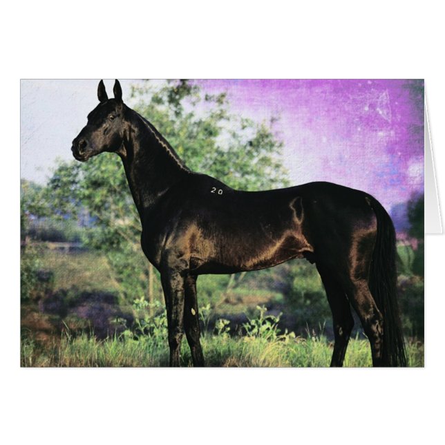 Akhal-teke Stallion (Devant horizontal)