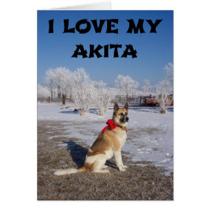 akita fauve superposition noir dans l'amour de la 