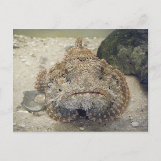 Alabama Sea Life #3 Carte postale (Devant)