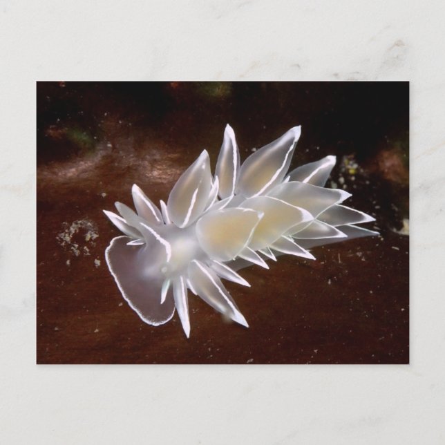 Alabaster Nudibranche - Carte postale (Devant)