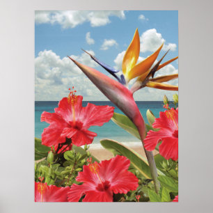 Alan Giana "Hibiscus in Paradise" Poster