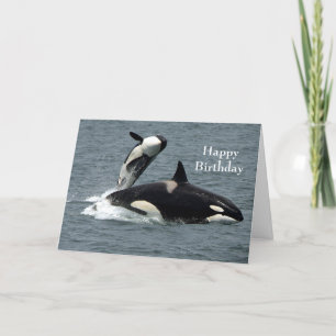 Alaska Killer Whale Orca Photo Carte Anniversaire