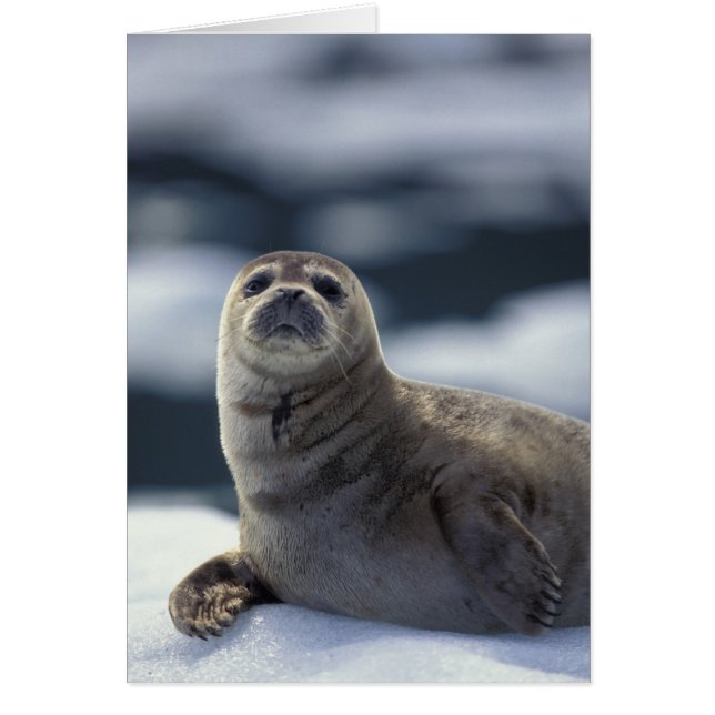 Alaska, région sud-est Phoque commun sur glace (Devant)