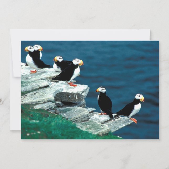 Alaska Tampins (Devant)