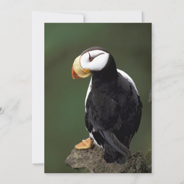 Alaska Tampins (Devant)