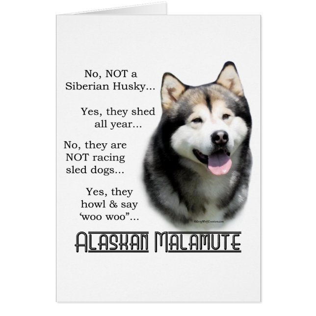 Alaskan Malamute FAQ (Devant)