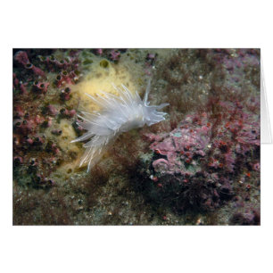 Albâtre Nudibranch