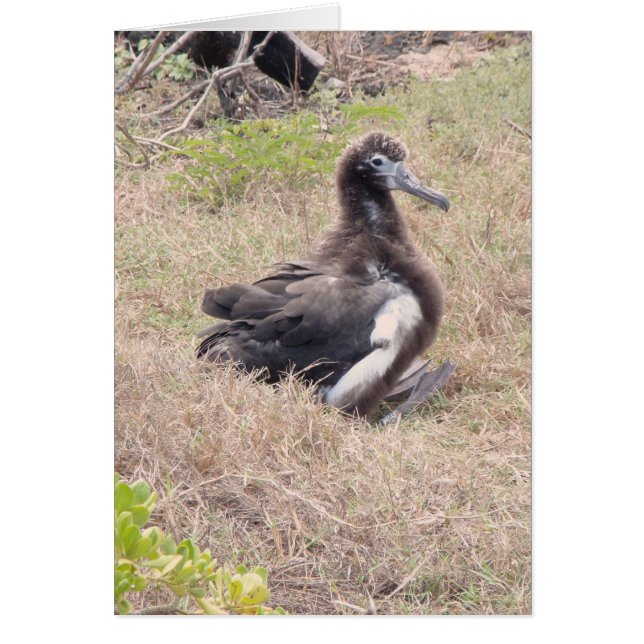Albatros Chick (Devant)