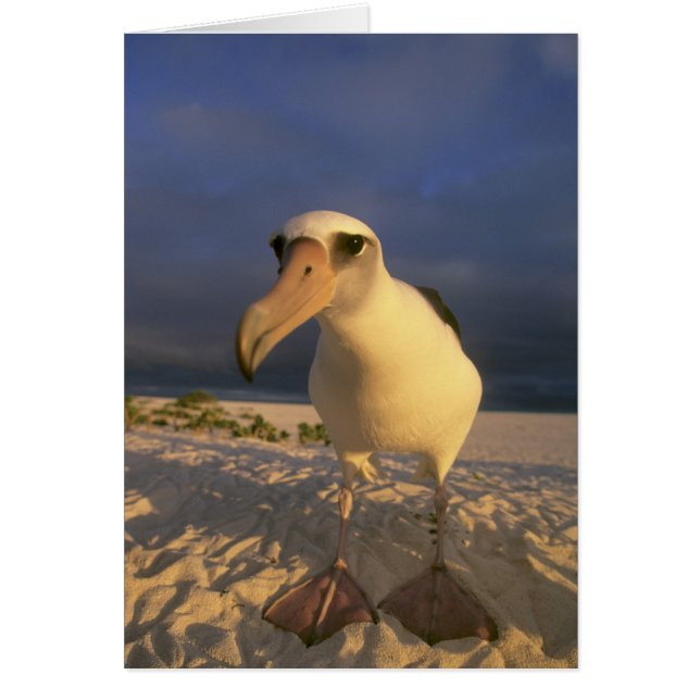 Albatros de Laysan, Diomedea immutabilis), (Devant)
