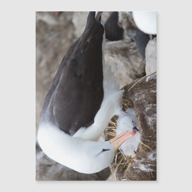 Albatross (Devant)