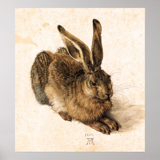 Albrecht Durer Young Hare Poster (Devant)
