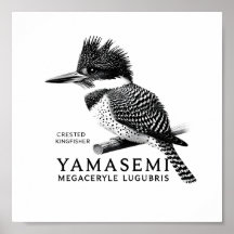 Alcedo cristata Impression d'art en noir et blanc